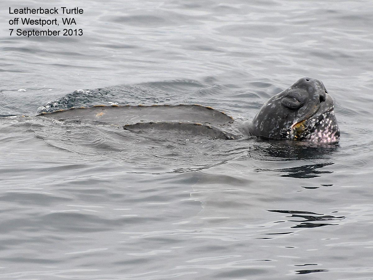 Northwest Nature Notes JELLYFISH AND THEIR PREDATORS