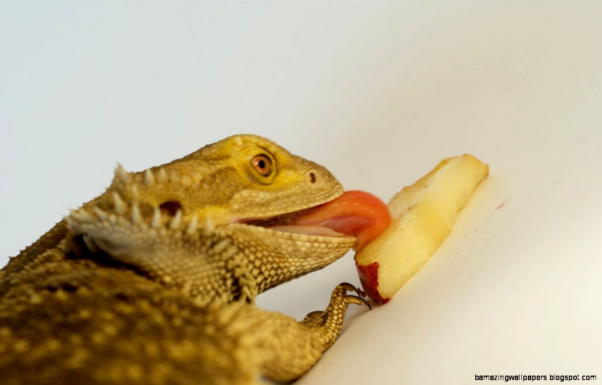 bearded-dragon-eating-eggs