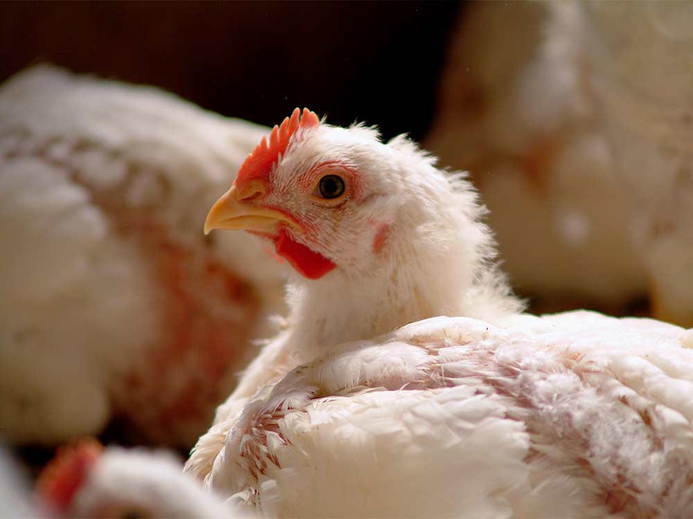 things that matter: Broiler Chicken: Myths and Facts
