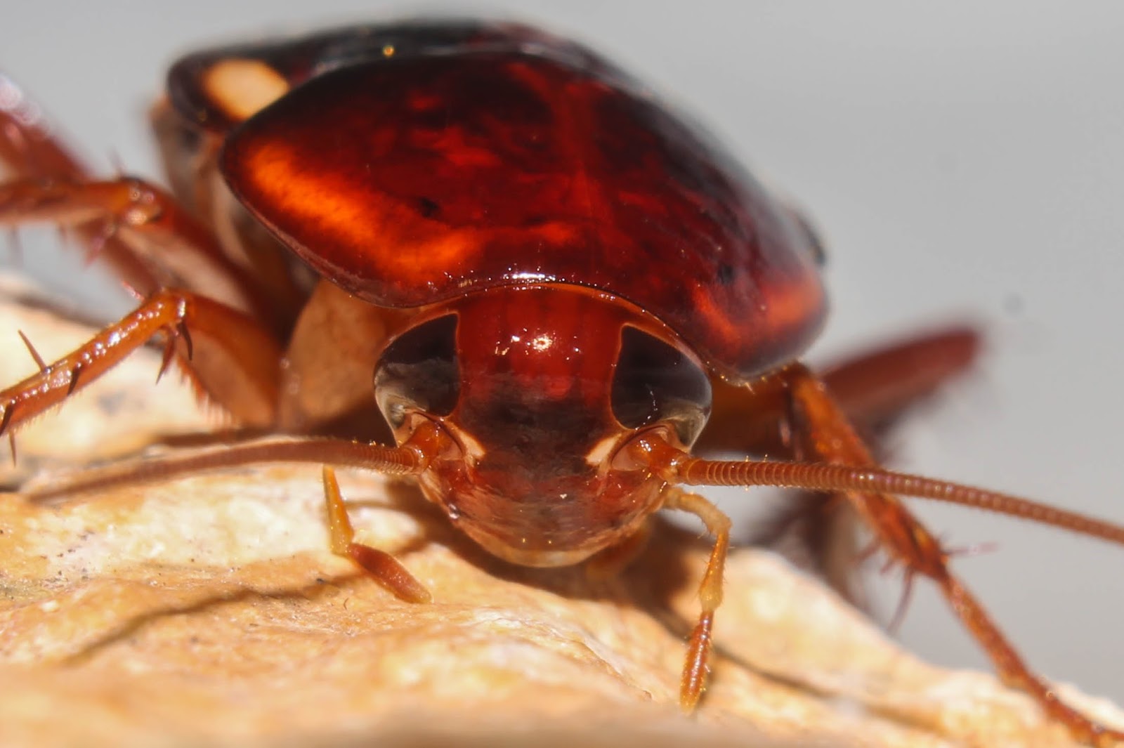 Biodiversity of Cyprus by NGO Protection of the Natural Heritage and ...