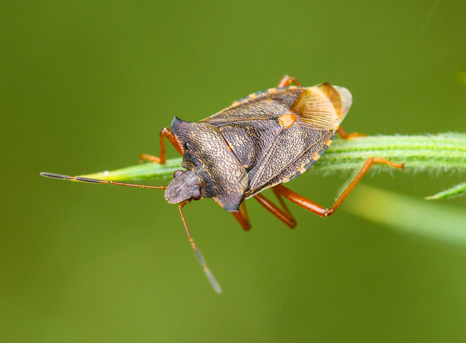 Red-legged Shieldbug