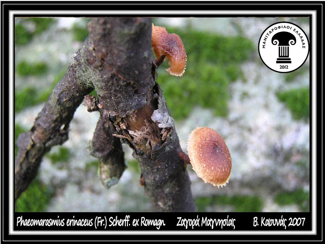 Phaeomarasmius erinaceus (Fr.) Scherff. ex Romagn.