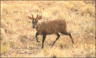 This shy and elusive member of the deer family is spread across all the dense jungles of India. It has been named after its call, which bears a striking resemblance to the bark of dog. These animals grow to a height of 50 - 75 cms and weigh 20 -30 kgs. They have a life expectancy of between 20 - 30 years. They mostly live in solitude and are only very rarely seen in numbers exceeding two. Due to their low height and small stature, their main diet consists of grass and fallen fruits. They rarely venture out into open grasslands and are mostly seen feeding near the edge of dense forests. They can also be frequently seen at salt licks like the one shown in the picture below. They are mostly diurnal in habit but it is close to impossible to see them at night due to their dense habitat areas. Their alarm call, unless endlessly repeated, is not taken seriously as an indication of the presence of a predator. They are easily startled by any movement.