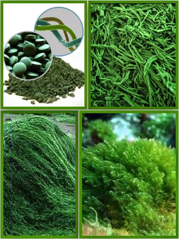 Permacultura del Viento La Espirulina y sus propiedades para la salud