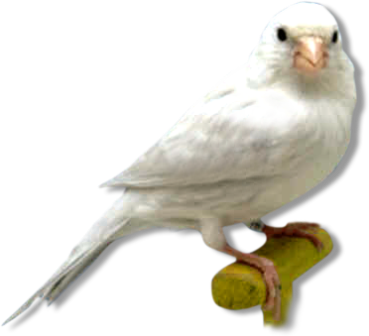 Gambar Burung Kenari Png Desain Pattern Black White Motif Talawang