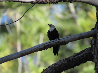 Lassen Volcanic National Park California birding hotspot