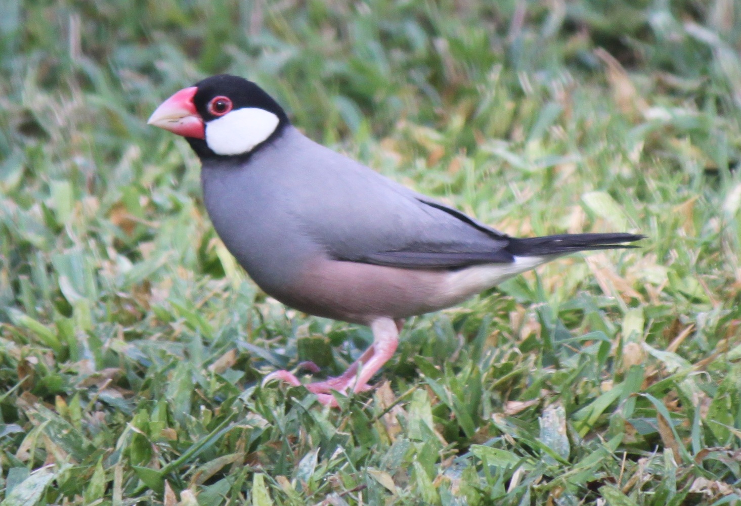 Aloha Norden Java Sparrow