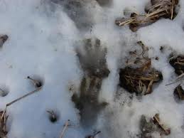 Cottage Country Pest Control: Animal Tracks
