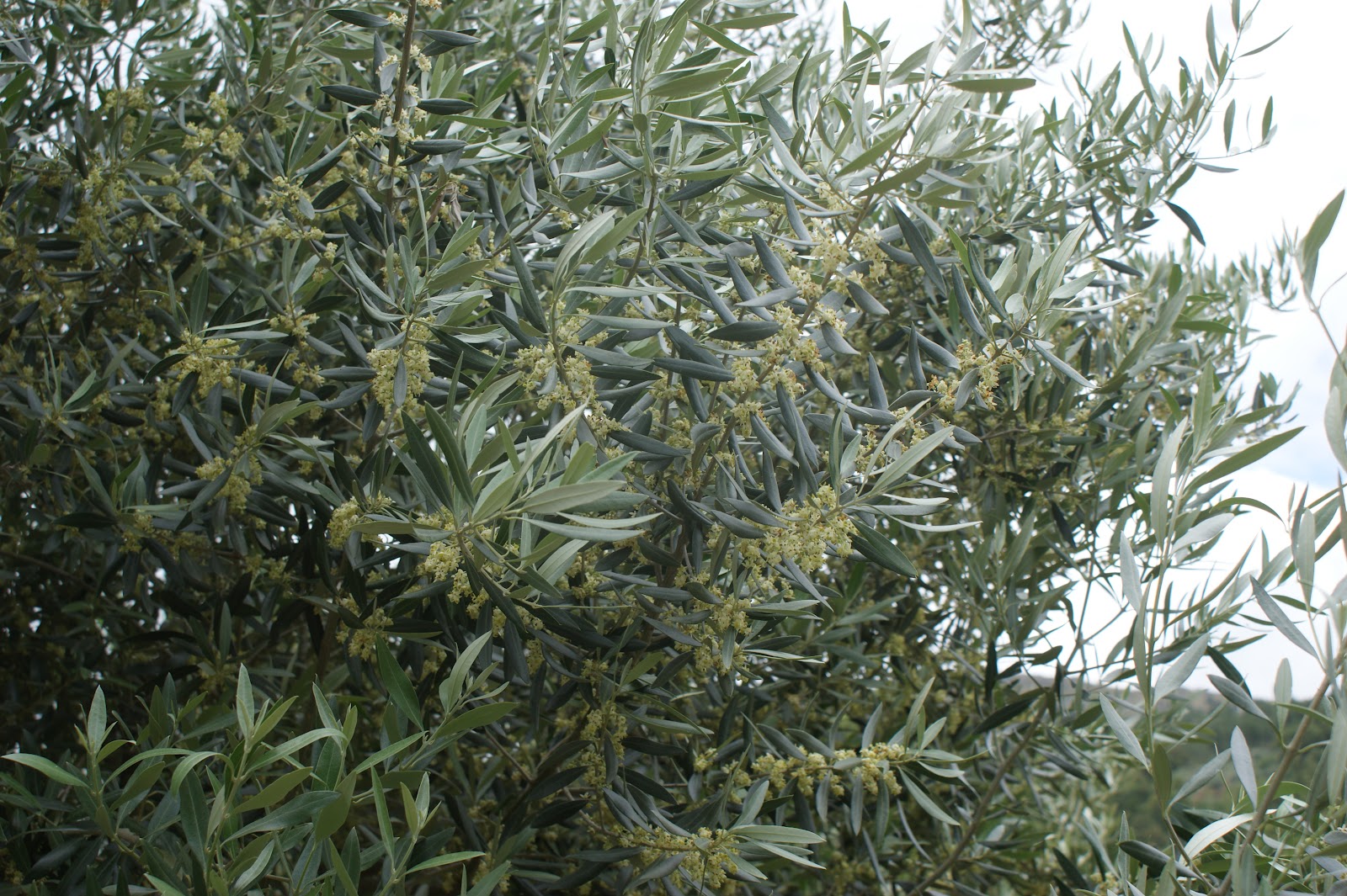 CULTURAS NO CAMPO FLOR DE OLIVEIRA