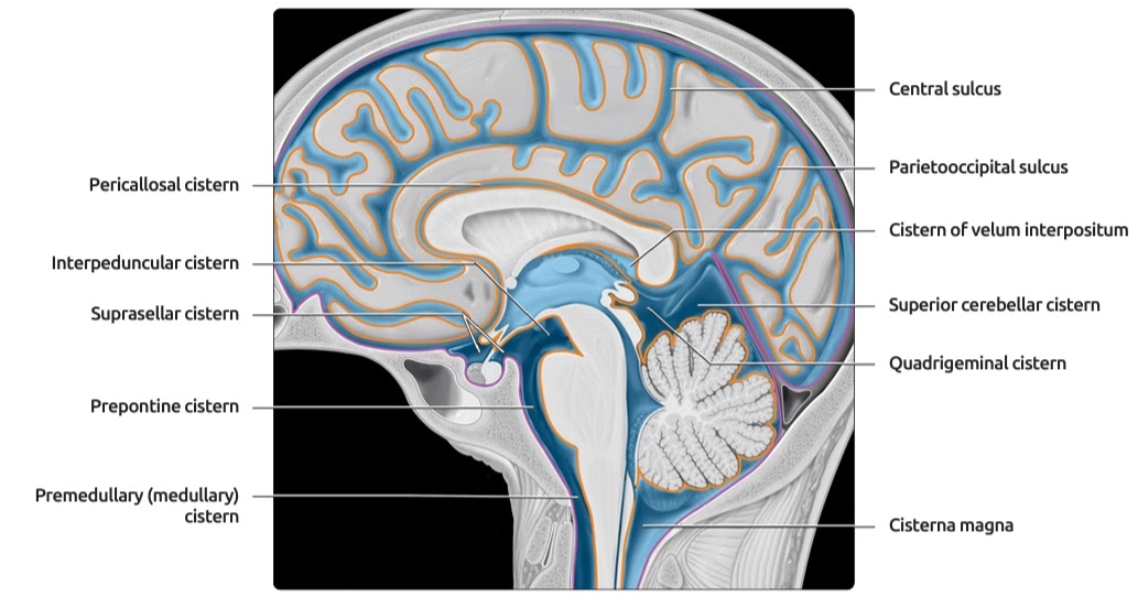 ventricular system overview :: Brain Imaging
