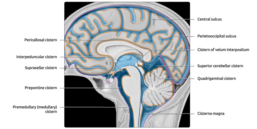 ventricular system overview Brain Imaging