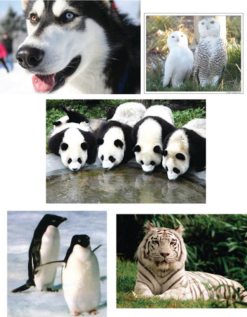 Iván Cortez: Animales blanco y negro