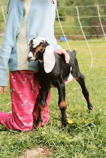 Vermont Dairy Goats: Meningeal Worm