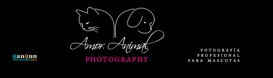 Amor Animal Photography