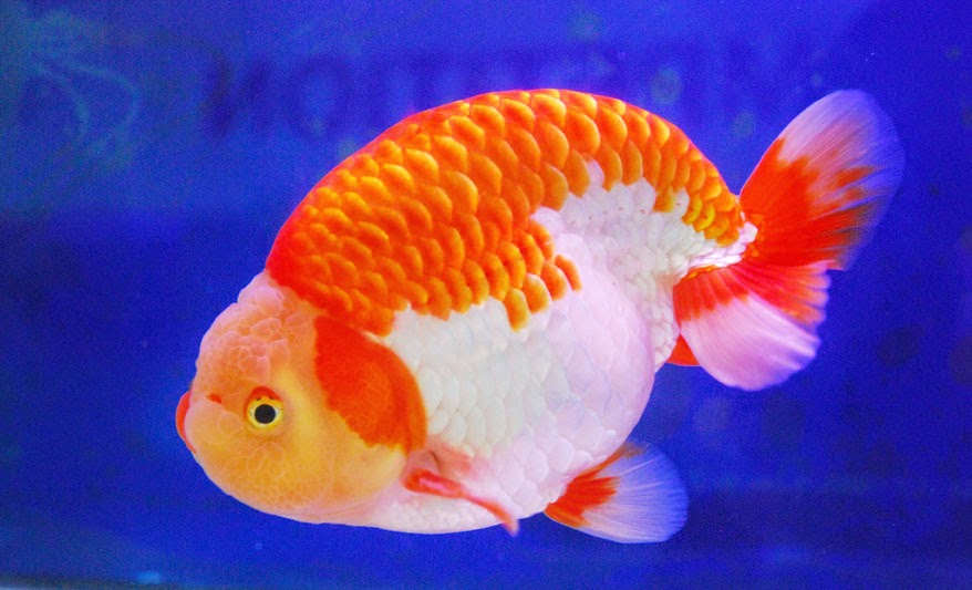 Berkenalan Dengan Ikan Mas Koki Hewan Ternak