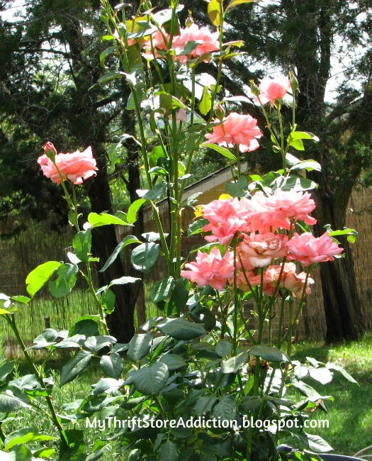 Gorgeous pink roses