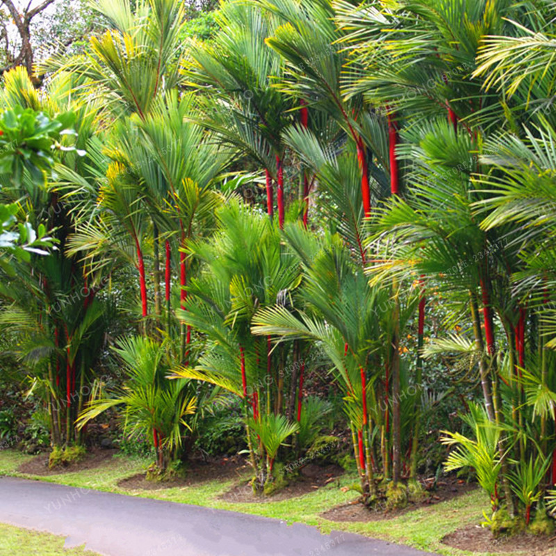 Lipstick Palm Tree CYRTOSTACHYS RENDA 10 Seeds Red Palm
