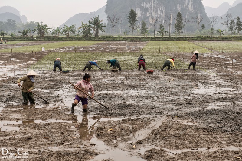 Viet Nam, el cuerpo del Dragón - Vuelta al Mundo - Blogs de Vietnam - Los arrozales de Ninh Binh y Tam Coc (1)