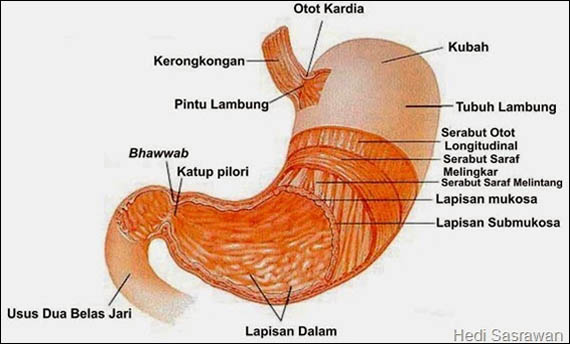 6 Organ Pencernaan Manusia Gambar Fungsi dan Bagian 6 Organ Pencernaan Manusia Gambar Fungsi dan Bagian