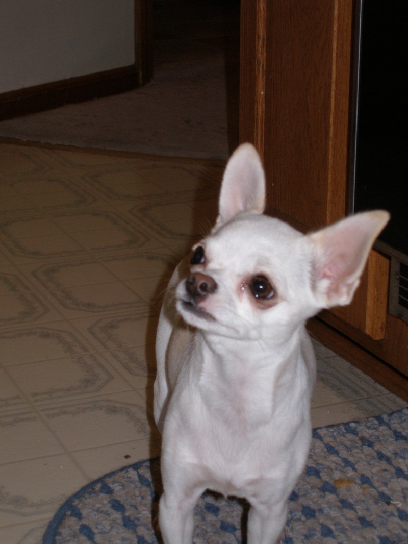 Cute Dogs: White Chihuahua Dogs