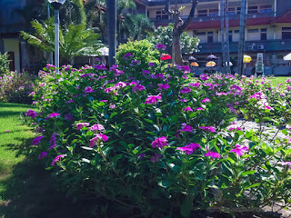 Sweet Red Tiny Flowers Madagascar Periwinkle Plants In The Garden Courtyard In Bali Indonesia