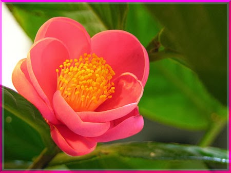 y nghia hoa hai duong