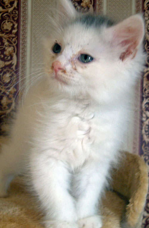 Cat Chit Chat Cat Pink Eye