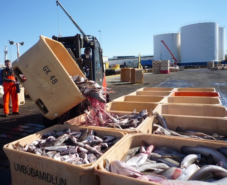 Выгрузка рыбы. Разгрузка рыбы в порту владивосток. Западная сахара рыбные промыслы. Погрузка рыбы в порту. Погрузка судна в порту.
