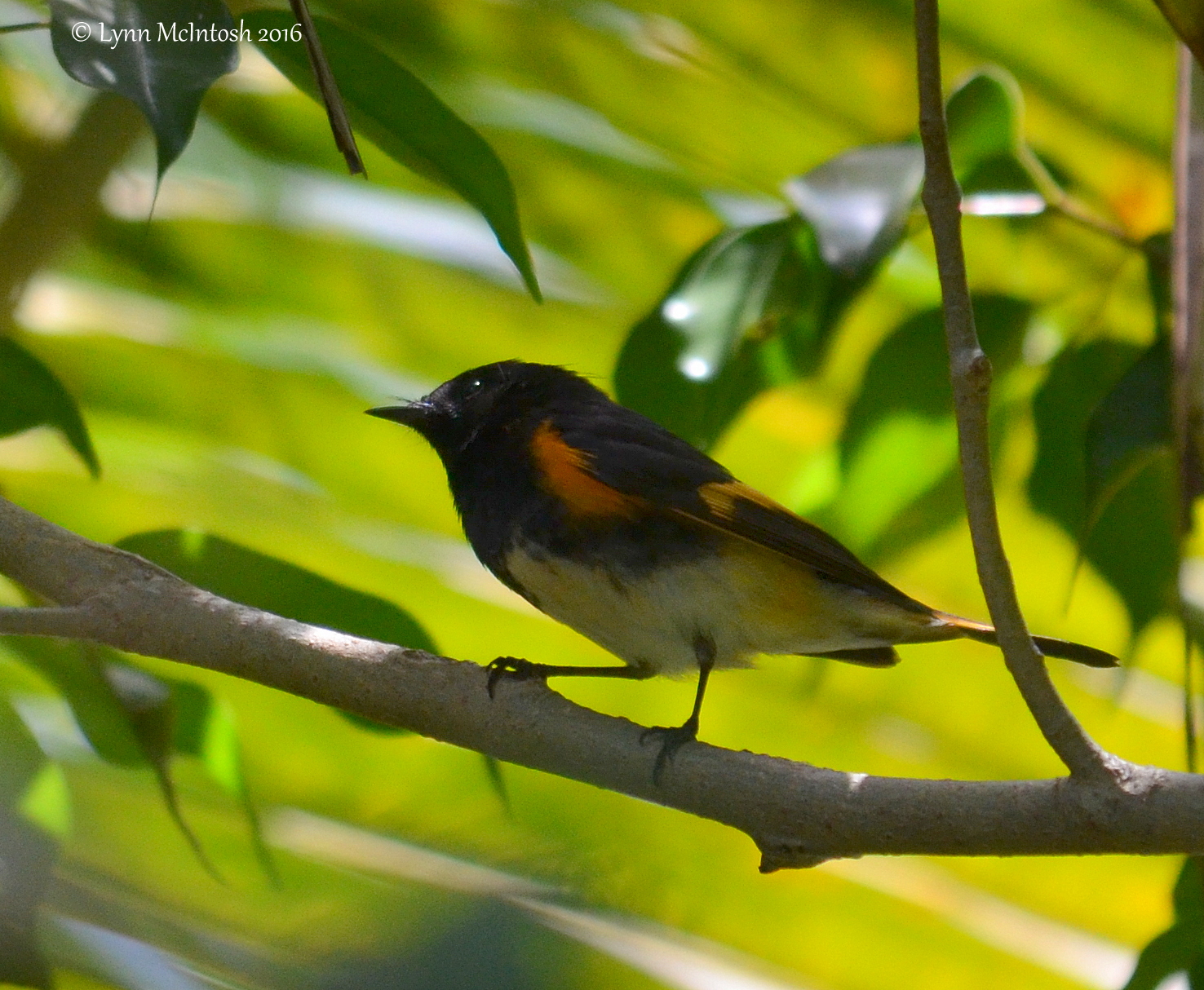 American Redstart