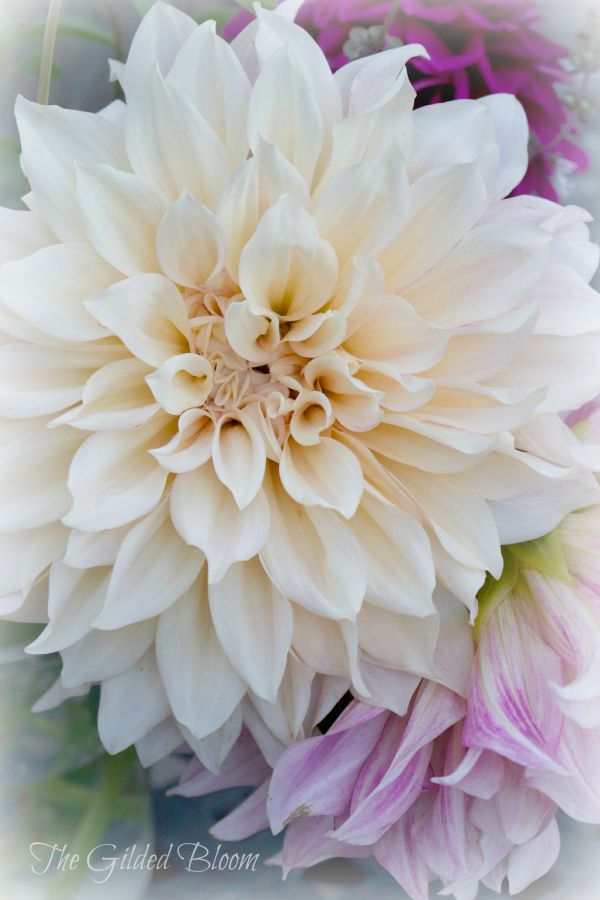 Cafe au Lait Dahlia Arrangement The Gilded Bloom
