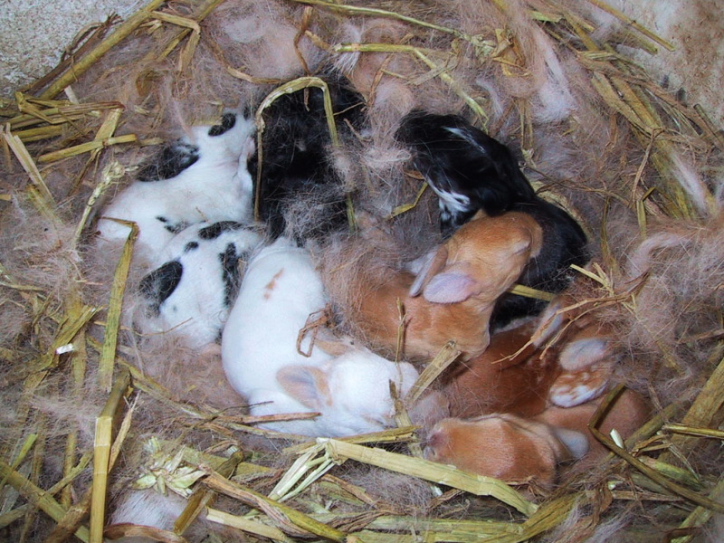 Baby Bunny Food Wild Baby Bunny Food Wild