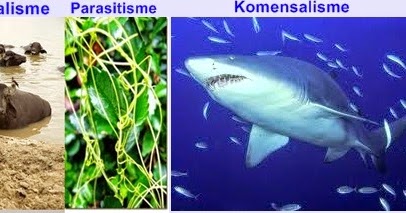 parasitisme kbbi parasitisme kbbi
