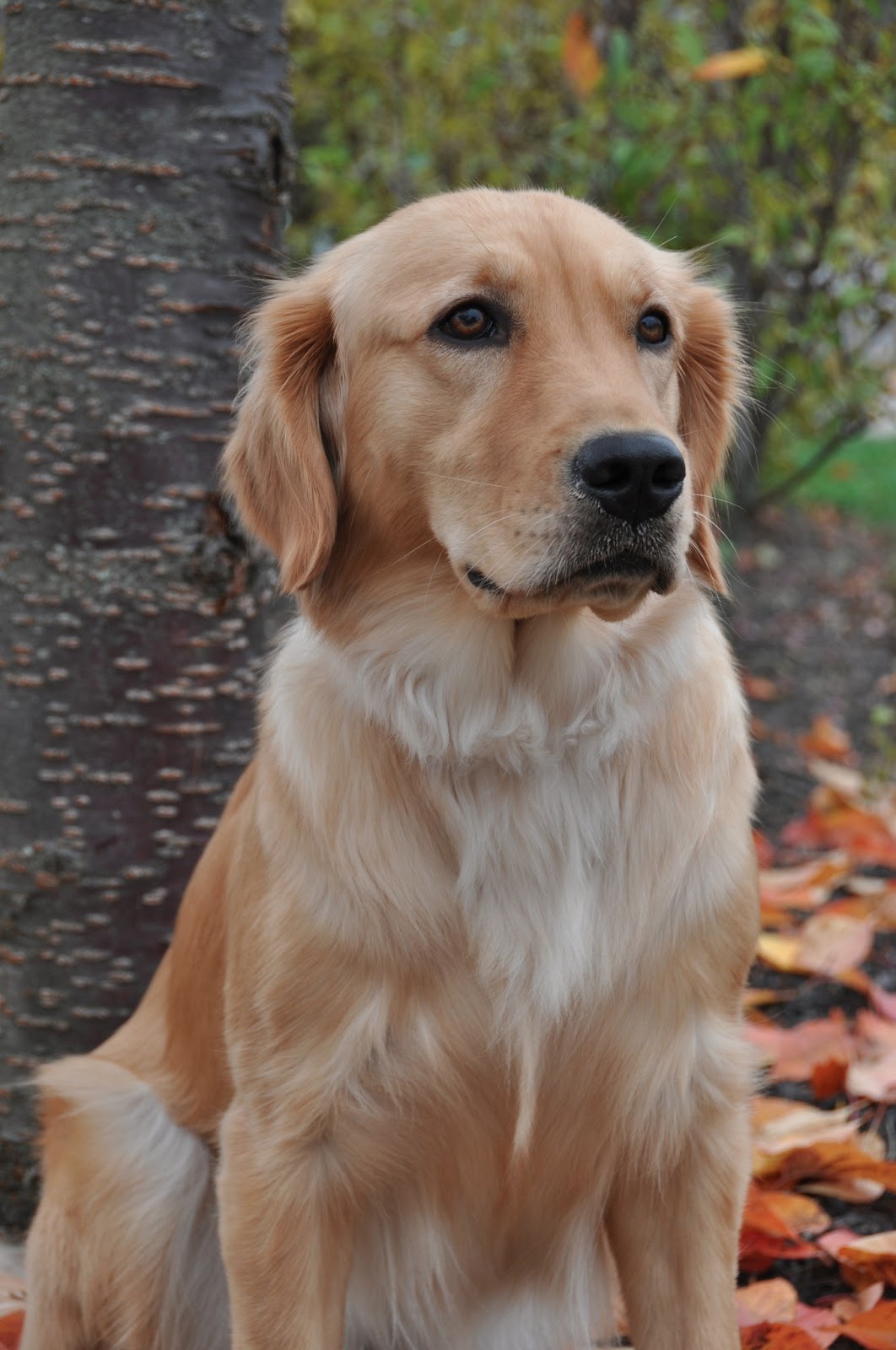 ECAD S WHELPING SERVICE DOG PUPPIES CAMERA visual data 3