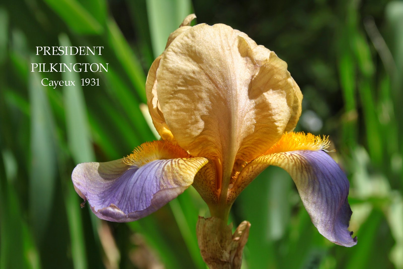 French Historic Tall bearded Iris PRESIDENT PILKINGTON HERITAGE IRISES