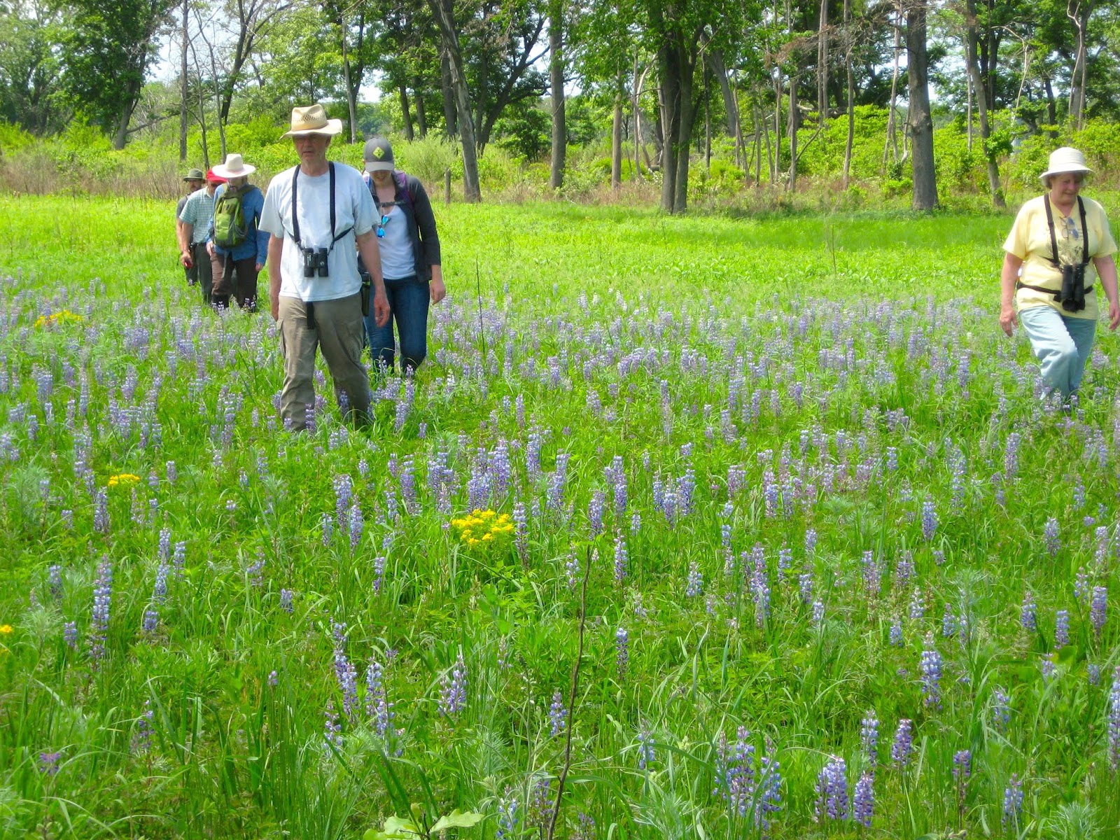 Strategies for Stewards from woods to prairies Braidwood Sands