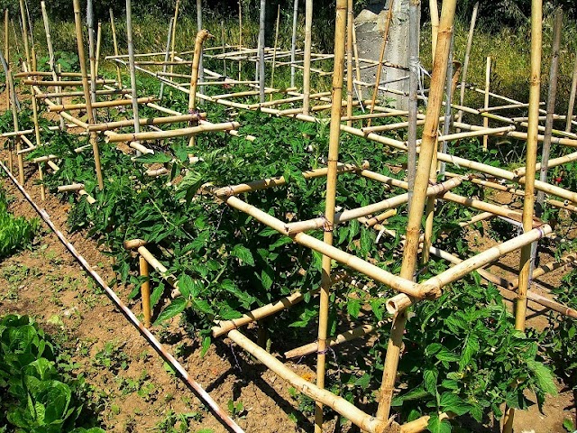 Ντομάτα σπορά φύτεμα καλλιέργεια