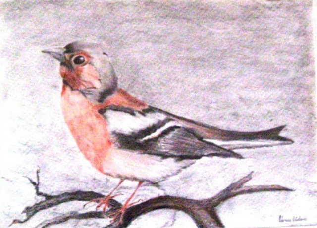  Dibujo de ave con carbonilla, sanguina, sepia y grafito.