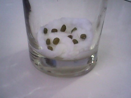 Laporan Penelitian Pertumbuhan Dan Perkembangan Kacang Hijau Terhadap Cahaya Catatanku Inspirasiku