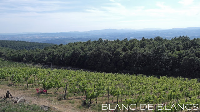 Le Ragnaie vineyard - www.blancdeblancs.fi