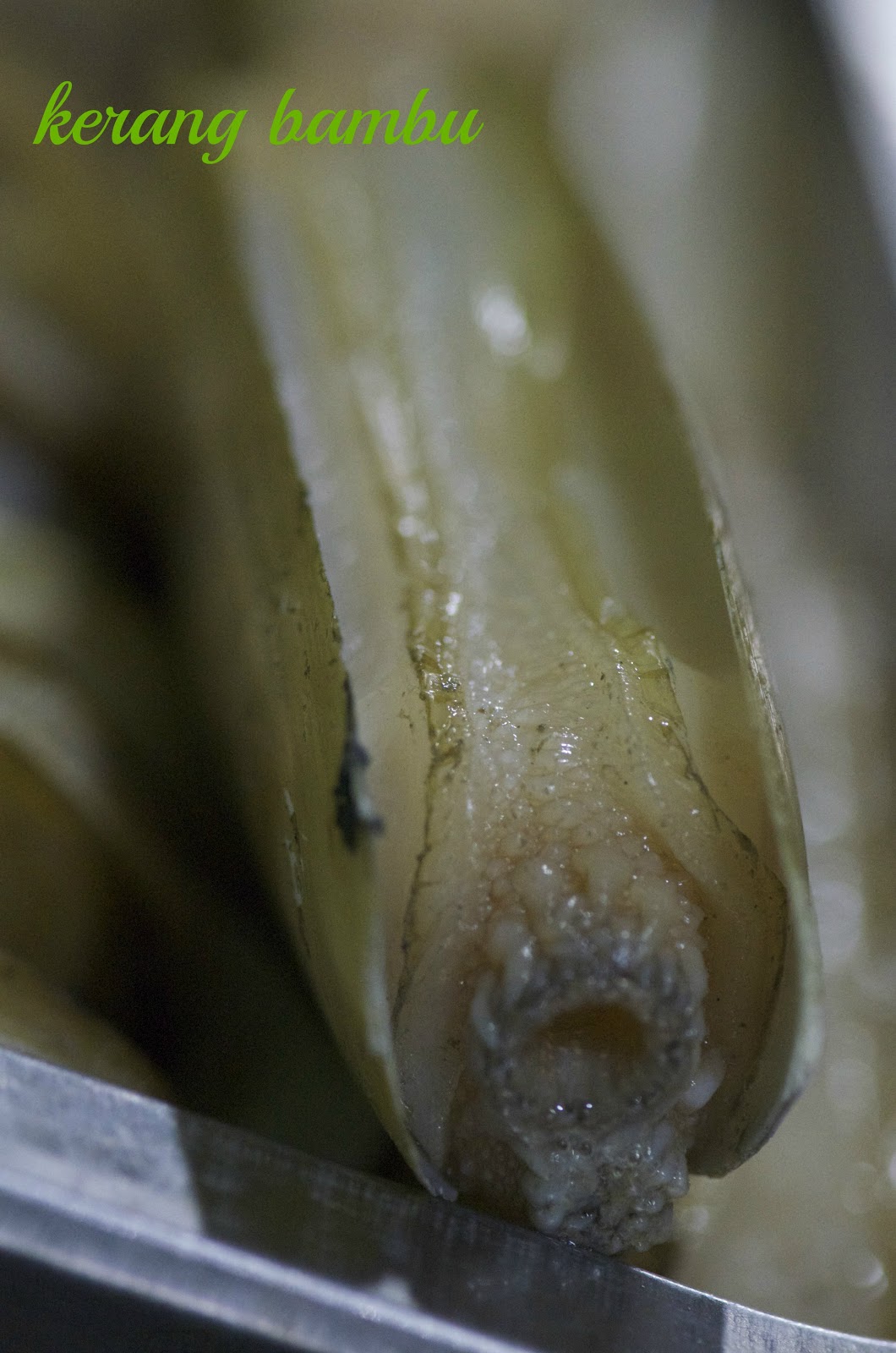 Indonesian Medan Food: Kuliner Medan : Aneka kerang dan Siput ( Medan