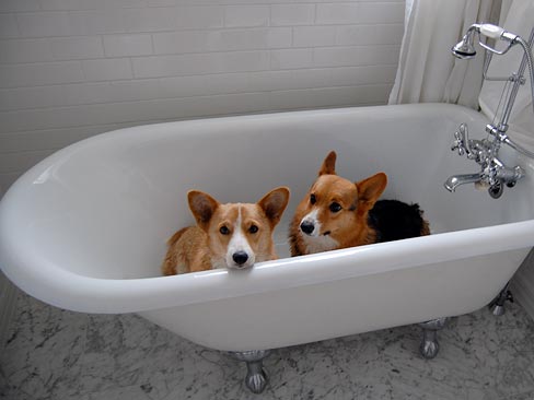 [Image: corgis+in+the+bathtub.jpg]