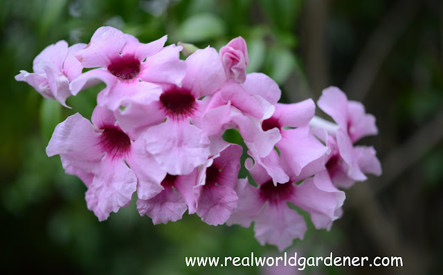 1-P_jasminoides.JPG
