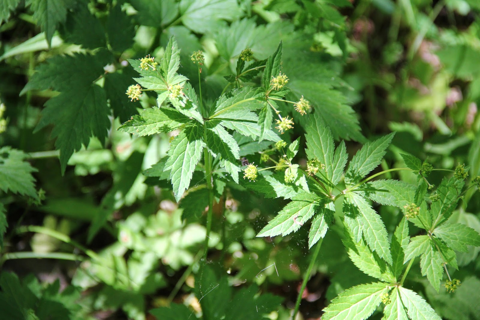 Isabella Conservation District Environmental Education