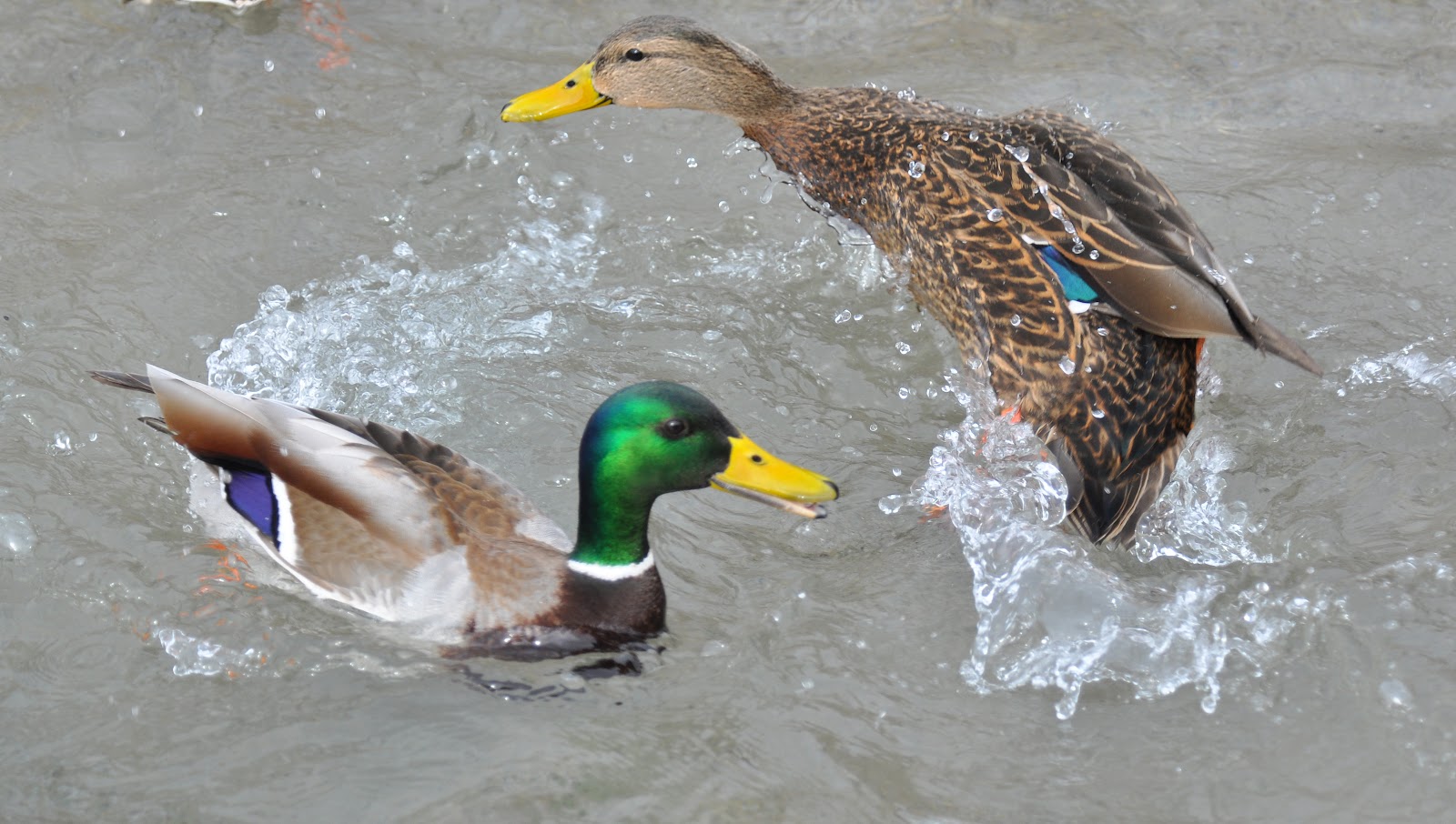 200 Birds: Mexican Duck in Utah