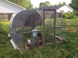 tractor chicken diy coop moved