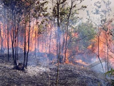 KEBAKARAN HUTAN LAWU DI JALUR PENDAKIAN KEBAKARAN HUTAN LAWU DI JALUR PENDAKIAN
