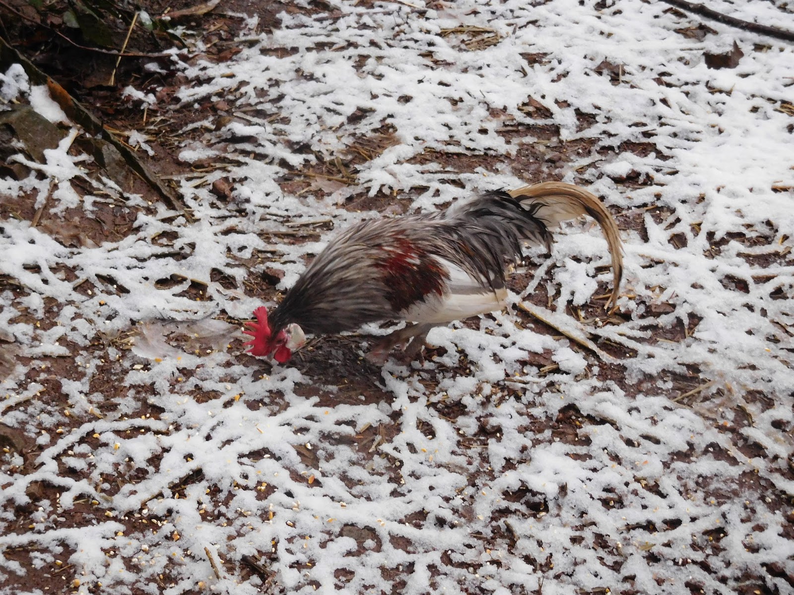 Chickens in the Snow A Mountain Hearth