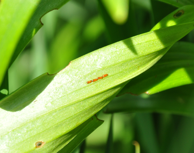 Three Dogs in a Garden What's Eating my Lilies?