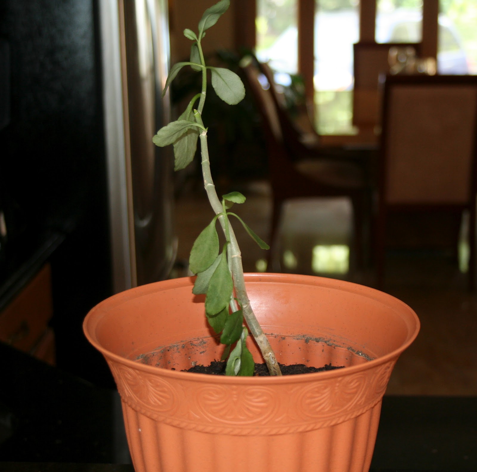 A Haitian Treasure Fey Lougawou (Wonder of the World Plant)