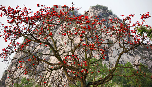 Một số hình ảnh đẹp về hoa gạo tháng 3